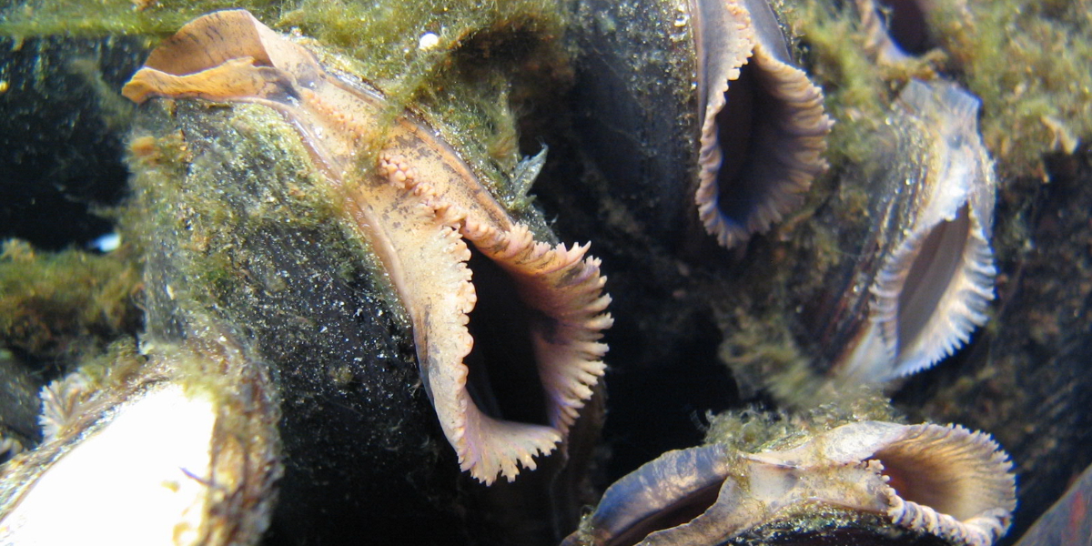 Freshwater pearl mussel Alchetron, the free social encyclopedia